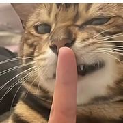 默