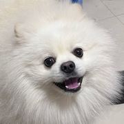 kuimo