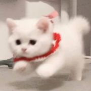 鮘十二