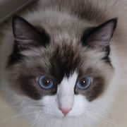 圆圆眼