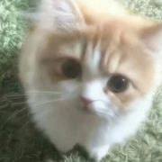 楠柏