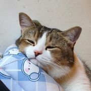 爱摸鱼的骚猫Mr.SMY