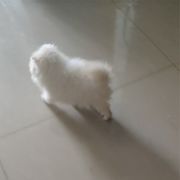 想(｡･ω･｡)ﾉ♡