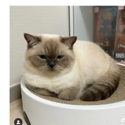 坂本青