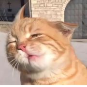 算了吧