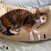 lulu