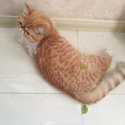 半窍玲珑心