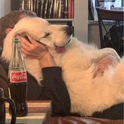 今天是嘞嘞熊啊╭(°A°`)╮