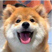 逸橘