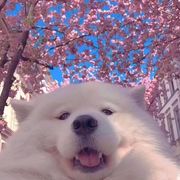 摘星楼、烤肠
