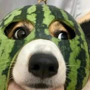 酒醉的迪迦