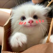 年少便Rf香