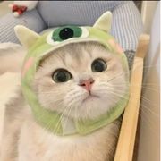 小小绿喵