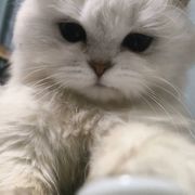 是峰灵吖解说