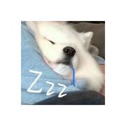 琦琦