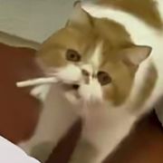 腋里来香