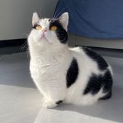 不听话的猫毛