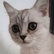 潇零