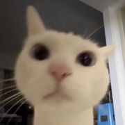 羊毛毛