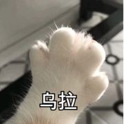 白蔷薇的弗兰肯斯坦