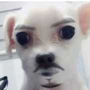 鲨鲨
