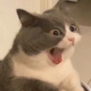 筱