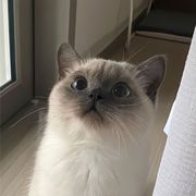 梦三鸢