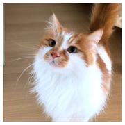猪猪是坏猫