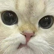 灯泡