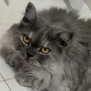 小莫以