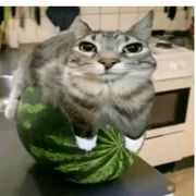 似若柔