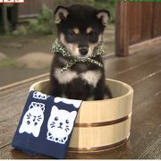 娃娃菜