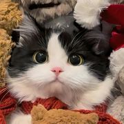 糊糊