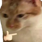loastcot