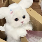 喵咂