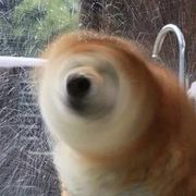 柴柴
