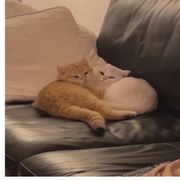 Hui