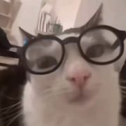 Meow
