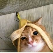 小圣MR