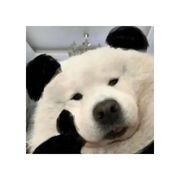 龘邋甏灞
