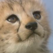 异常糖链糖蛋白