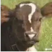 数字秃头工程师