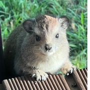 欧皇小白兔