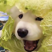 小黄就是漏