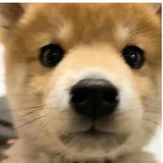 最强王者