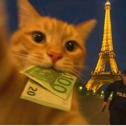 有钱猫猫
