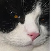 鸿弥