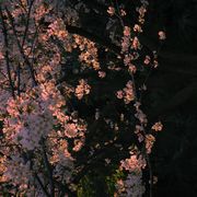 太多人的命运像落叶