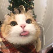吾有大梦