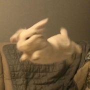 摇摆不定的小章鱼